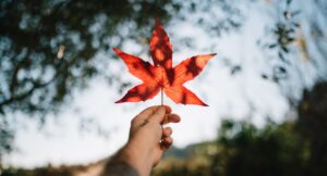 Canada Maple leaf